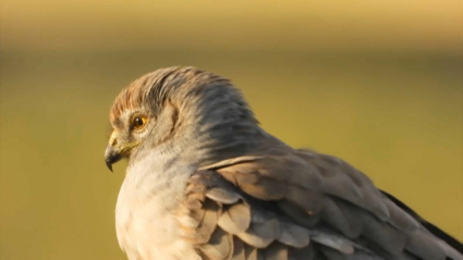 Aguilucho Cenizo