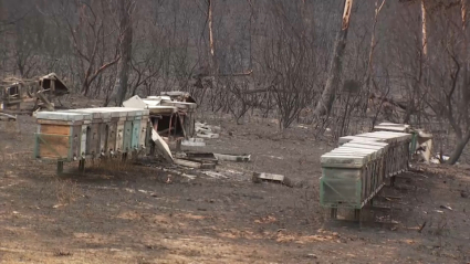 Colmenas perdidas en el incendio del norte extremeño