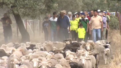 Reivindicación de la trashumancia en Valverde de Leganés