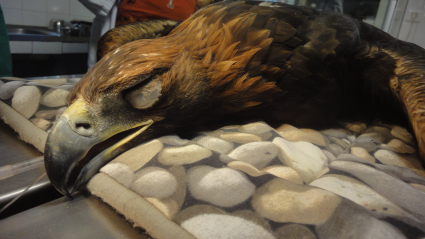 Águila en Hospital de Fauna Salvaje de AMUS