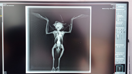 Radiografía de un ave