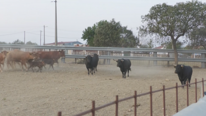 Toros Cercados Miedo Peligro Ganadería Cochicho Portugal Campo Bravo Tierra de Toros Canal EXtremadura