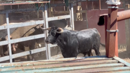 Moraleja Encierros San Buenaventura Antonio Román Tierra de Toros Canal Extremadura