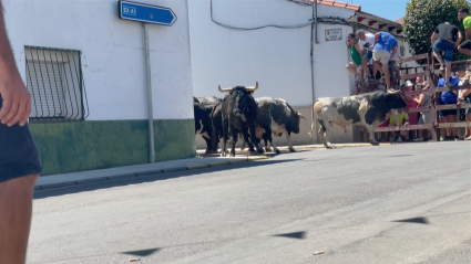 Encierros San Buenaventura Moraleja Victorino Martín Monteviejo Patasblancas Patas Blancas Tierra de Toros Canal Extremadura