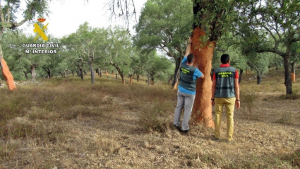 Sustracción de corcho en Jerez de los Caballeros