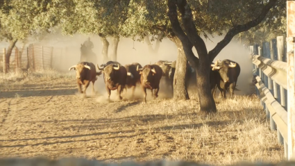 Coto Mayor de Vera Juan Manuel Criado Toros Madrugada carrera Tierra de Toros Canal Extremadura