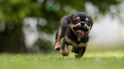 Todos los perros deberán contar con un seguro de responsabilidad civil desde septiembre