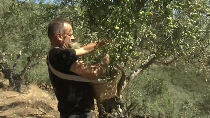 Recolección de la aceituna en el norte de Extremadura