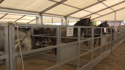 Feria ganadera de Fregenal de la Sierra