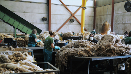 Trabajadoras clasificando lana