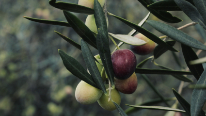 Olivos con aceitunas para aceite