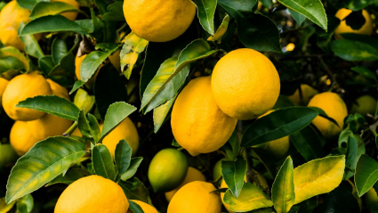 Limones en un limonero