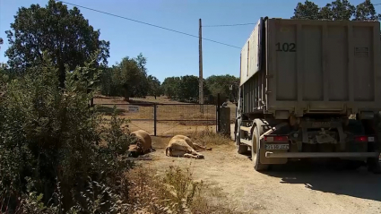 Más de 2.000 vacas murieron a causa del virus en Extremadura