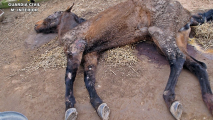 Maltrato animal en Llerena