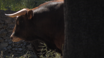 La Cercada Miguel Moreno Valdemorillo Olivenza Ganadería Juan Bazaga Tierra de Toros canal Extremadura