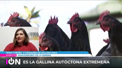 GALLINA AZUL EXTREMEÑA