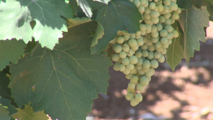 El plazo para asegurar la próxima campaña de uva de vino a través de las modalidades que incluyen cobertura frente a las heladas y la protección frente a los daños por pedrisco, lluvia o inundación, entre otros, termina este lunes, 25 de marzo, según ha informado Agroseguro.