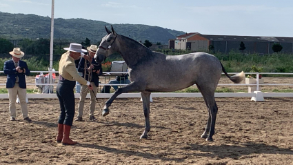 Feria del caballo de Albalá
