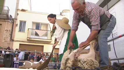 Esquileo en Cabeza del Buey