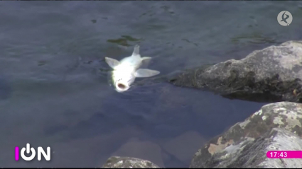 peces muertos en Arrolobos