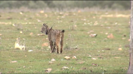 Lince ibérico en Extremadura