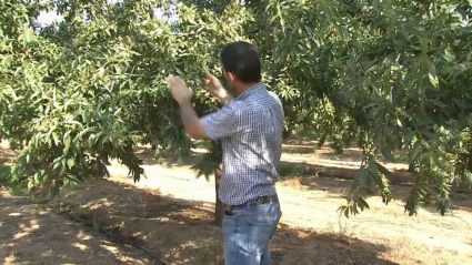 Cultivo de la almendra en Extremadura