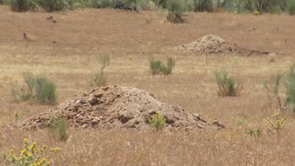 Emplazamiento de la futura planta de biometano en Oliva de Plasencia