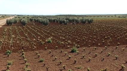 Regadío de Tierra de Barros