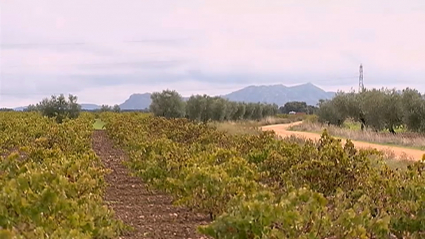 Regadío de Tierra de Barros