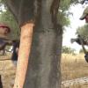 Saca del corcho en Extremadura