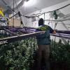 Cultivo de marihuana en Trujillanos