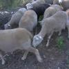 Detectan lengua azul en Portugal