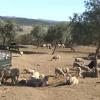 Expansión de la lengua azul en Extremadura