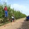 Mano de obra en el campo extremeño