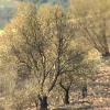 Investigado un vecino de Valdecaballeros por su presunta implicación en cinco incendios forestales