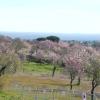 Muestra del Almendro en Flor en Garrovillas de Alconétar