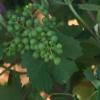 Plantación de viñedo de cava en Almendralejo