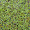 Azolla