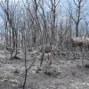 Imagen del incendio en Garganta de los Infiernos al final de la tarde