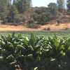 peligra la campaña de tabaco en la barquilla