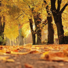 Estampa de otoño con árboles de hoja caducifolia
