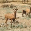 Ciervo macho bramando en el Parque Nacional de Monfragüe (Cáceres)