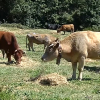 Vacas pastan en una finca de Aldeanueva de la Vera (Cáceres)