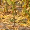 Plantas de tabaco dañadas tras las tormentas de la semana pasada