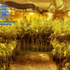 Plantas de marihuana en el interior de la vivienda