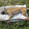 Cadáver del animal y escopeta hallados por Guardia Civil