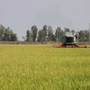 Una cosechadora de arroz, durante la campaña