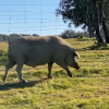 Cerdo en el campo extremeño