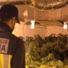 Un agente de policía observa las dimensiones de la plantación de marihuana desmantelada en Badajoz.