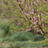 Frutal en flor en Valdelacalzada